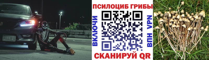 Псилоцибиновые грибы Psilocybine cubensis площадка клад Ачхой-Мартан